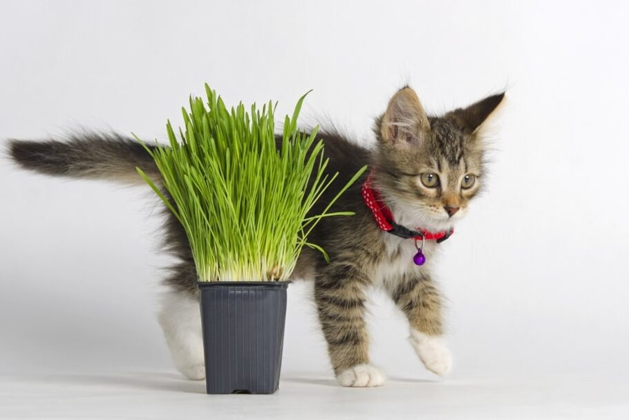 e78cabe88d89-e38184e381a4e3818be38289e882b2e381a6e3828be381b9e3818de3818be381a8e3819de381aee5bf85e8a681e680a7 猫草 いつから育てるべきかとその必要性